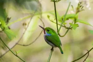 Birding in Cuba