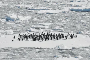 Antarctica Wildlife Holidays | Antarctica Vacations